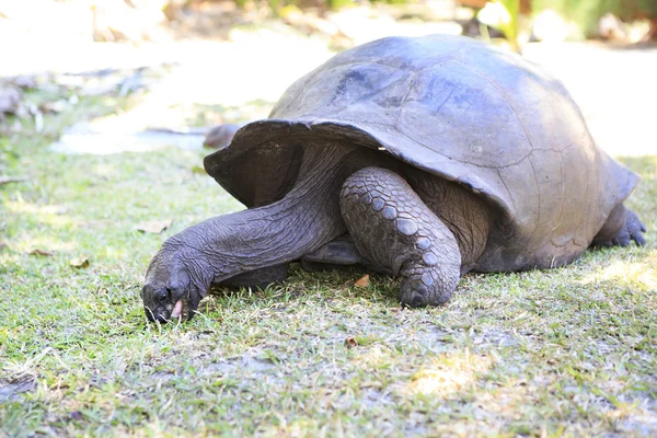 Aldabra tartaruga gigante come grama — Fotografia de Stock