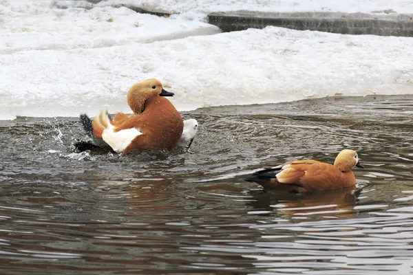 Ruddy shelduck wash. — Stock Photo, Image