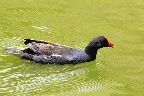 Common moorhen swimming in the pond. — Stock Photo, Image