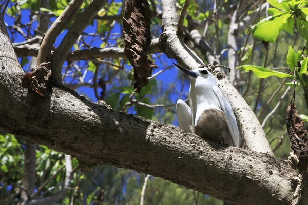 Blanco charrán se sienta en su polluelo en árbol rama . —  Fotos de Stock