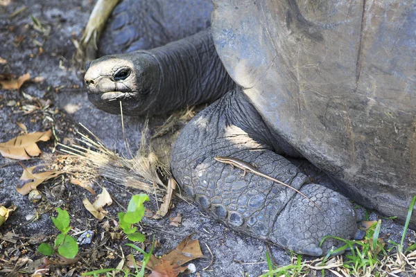 Lizard crawled on foot Aldabra giant tortoise — Stock Photo, Image