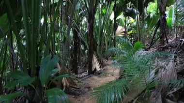 Praslin Vallee De Mai palm ormanda