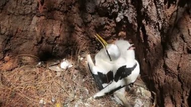 Yuvadaki onun piliçle Beyaz kuyruklu tropik kuşu.