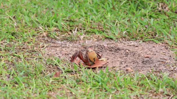 Kepiting tanah menarik daun di lubangnya . — Stok Video