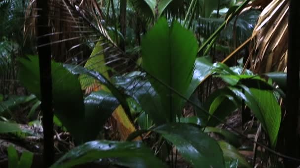 Vallee de mai Palmenwald in Praslin — Stockvideo