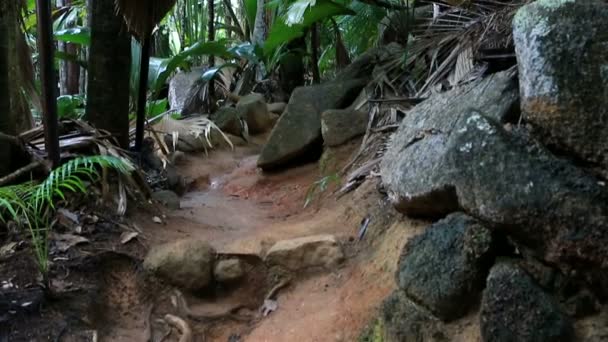 Trilha turística na Reserva Natural do Vallee de Mai — Vídeo de Stock