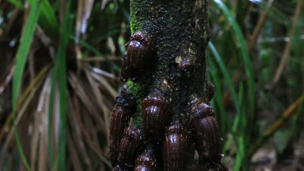 Pandanus hornei in Vallee de Mai — стоковое видео