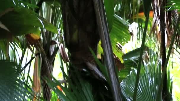 Coco de mer arbre à fleurs mâle . — Video