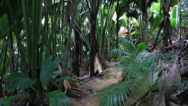 Vallee de mai Palmenwald in Praslin — Stockvideo