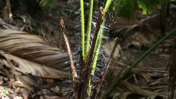 Fenicoforium borsigianum nella Riserva Naturale Vallee de Mai — Video Stock