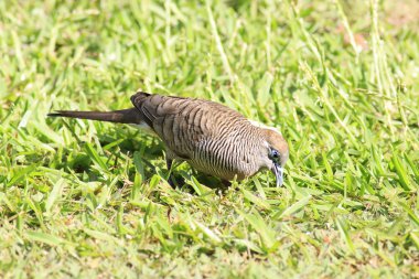 Çim huzurlu güvercin.