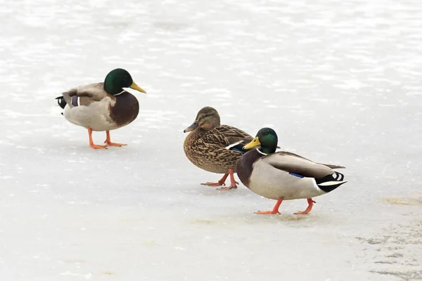 Ducks walk on ice. — Stock Photo, Image
