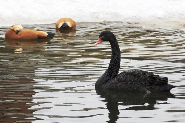 Cisnes negros. Estanque en el zoológico de Moscú . — Foto de Stock