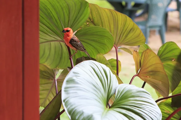 Fody rouge mâle assis sur une plante . — Photo