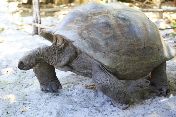 Aldabra giant tortoise in island Curieuse. — Stock Photo, Image