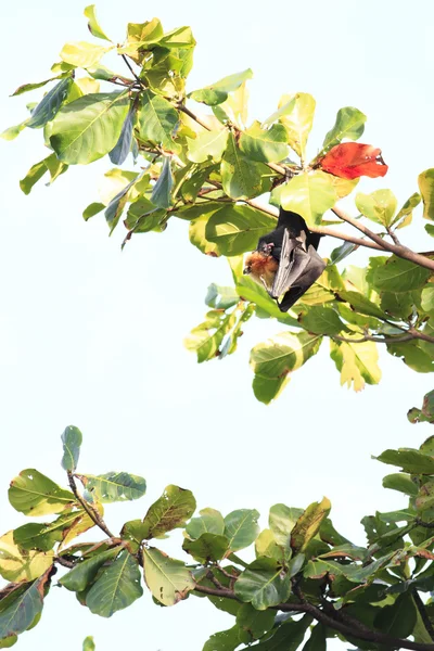 Seychelles zorro volador colgando de una rama y se lava —  Fotos de Stock