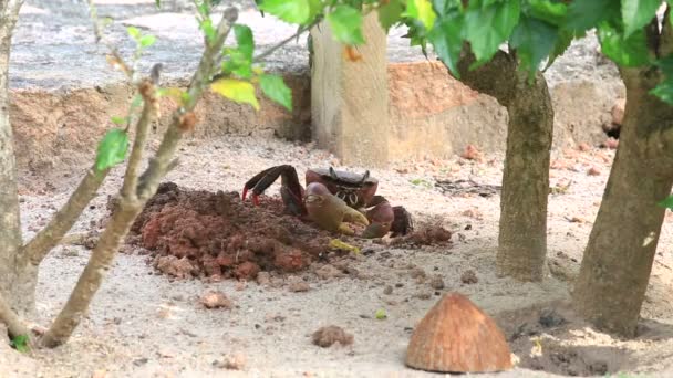 O caranguejo da terra rasteja em seu buraco . — Vídeo de Stock