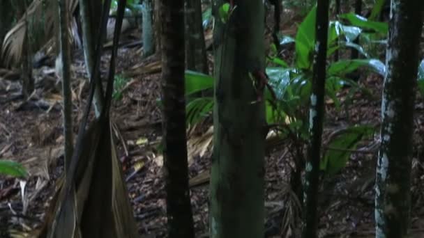 Jackfruit dans la Réserve Naturelle de la Vallée de Mai 