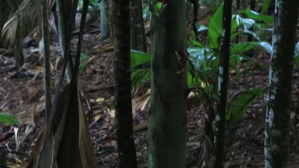 Jaca en la Reserva Natural del Vallee de Mai — Vídeos de Stock