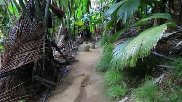 Tourist trail in Vallee de Mai Nature Reserve — Stock Video