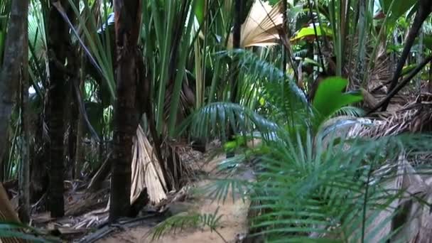 Forêt de palmiers Vallee De Mai à Praslin 