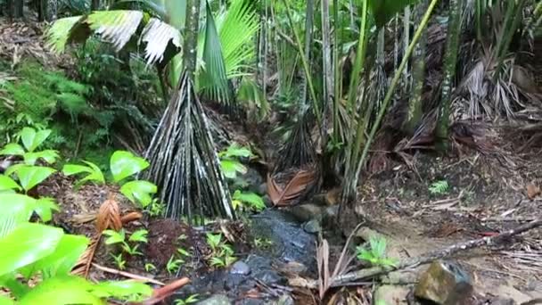 Jasný potok přírodní rezervace Vallée de Mai — Stock video