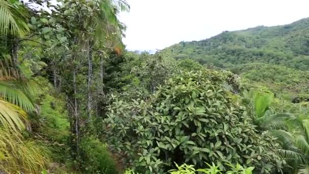 Topografie přírodní rezervace Vallée de Mai — Stock video
