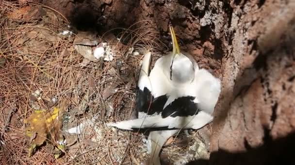 Uccello tropicale dalla coda bianca con il suo pulcino nel nido . — Video Stock