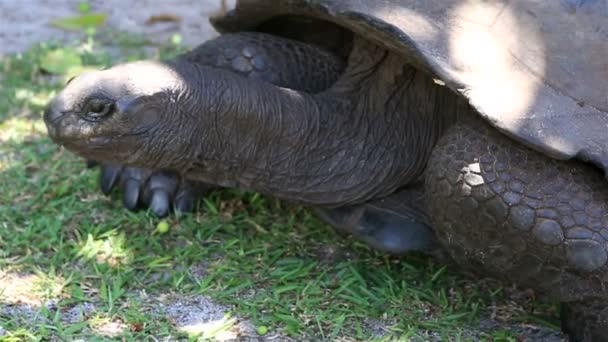 Aldabra giant tortoise eats grass. — Stock Video