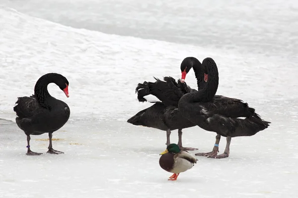 Black Swans. Pond in the Moscow zoo. — Stock Photo, Image