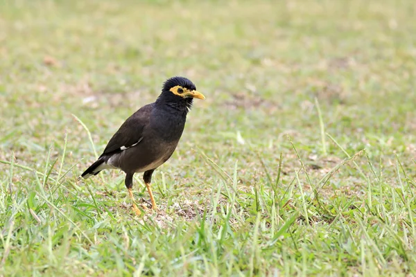 Common myna on the grass. — Stock Photo, Image