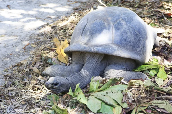Tartaruga gigante Aldabra na ilha Curieuse . — Fotografia de Stock