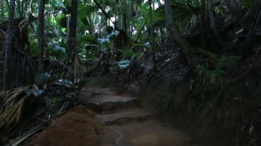 Praslin Vallee De Mai palm ormanda