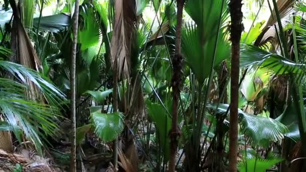 Praslin Vallee De Mai cukorpálma-erdő — Stock videók