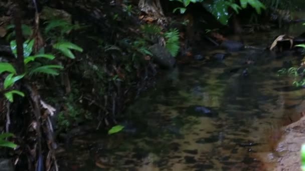 Fluxo límpido na Reserva Natural do Vallee de Mai — Vídeo de Stock