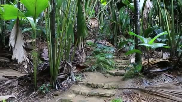 Trilha turística na Reserva Natural do Vallee de Mai — Vídeo de Stock