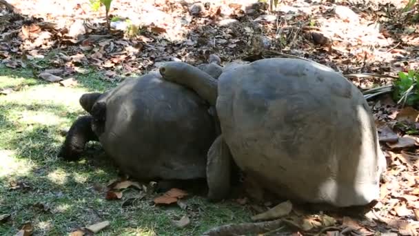 Man rechtbanken de vrouwelijke Aldabra-reuzenschildpad — Stockvideo