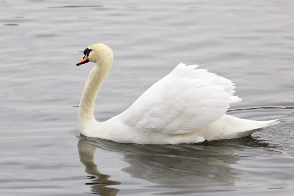 Cisnes blancos. Estanque en el zoológico de Moscú . — Foto de Stock