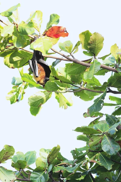 Renard volant des Seychelles accroché à une branche — Photo