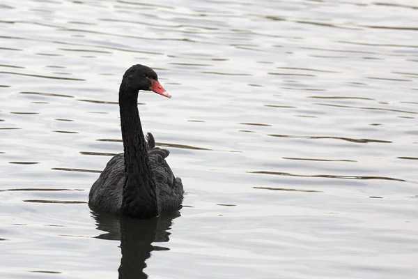 Cisnes negros. Estanque en el zoológico de Moscú . — Foto de Stock