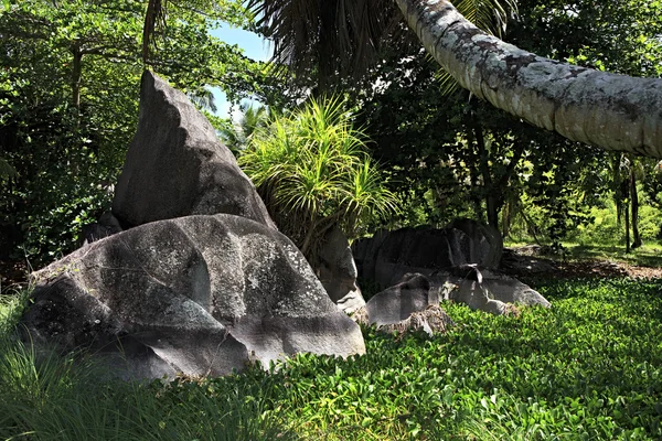 Rochers de granit noir dans les fourrés de végétation tropicale . — Photo