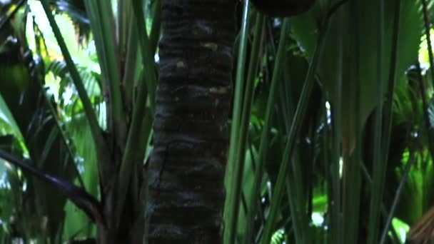 Двойной орех Коко де мер — стоковое видео