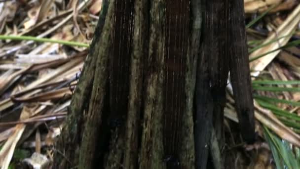 Pandanus hornei im Naturschutzgebiet Vallee de mai — Stockvideo