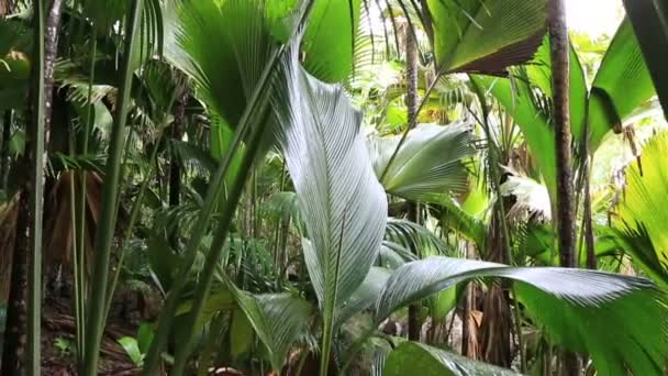 Vallée De Mai palm skog i Praslin — Stockvideo