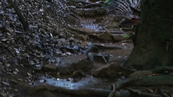 Toeristische route in het Natuurreservaat Vallée de Mai — Stockvideo