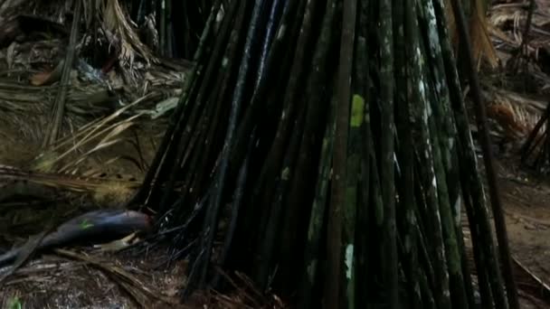 Verschaffeltia splendida dans la réserve naturelle de la Vallée de Mai — Video