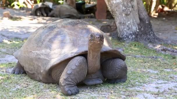 Aldabra giant tortoise — Stock Video