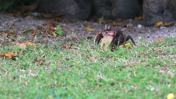 Cangrejo terrestre comiendo hierba . — Vídeos de Stock