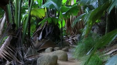 Praslin Vallee De Mai palm ormanda