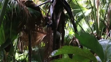 Coco de Mer çift somun